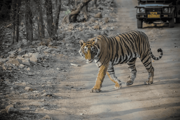 Tigre du Bengale observant son environnement dans un parc national indien 1